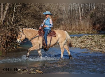 Caballo del fiordo noruego (Fjord), Yegua, 12 años, 147 cm, Buckskin/Bayo