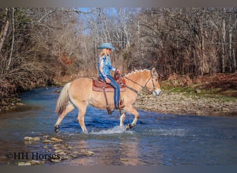 Caballo del fiordo noruego (Fjord), Yegua, 12 años, 147 cm, Buckskin/Bayo