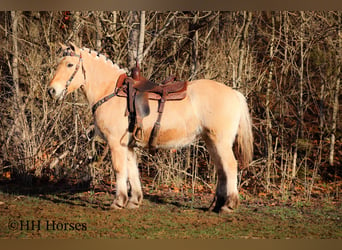 Caballo del fiordo noruego (Fjord), Yegua, 12 años, 147 cm, Buckskin/Bayo