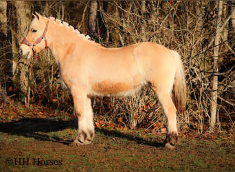 Caballo del fiordo noruego (Fjord), Yegua, 12 años, 147 cm, Buckskin/Bayo