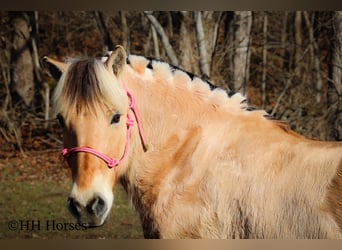 Caballo del fiordo noruego (Fjord), Yegua, 12 años, 147 cm, Buckskin/Bayo