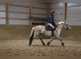 Caballo del fiordo noruego (Fjord), Yegua, 14 años, 142 cm, Buckskin/Bayo