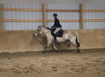 Caballo del fiordo noruego (Fjord), Yegua, 14 años, 142 cm, Buckskin/Bayo