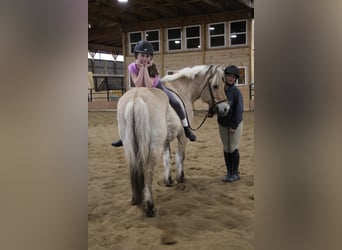 Caballo del fiordo noruego (Fjord), Yegua, 14 años, 142 cm, Buckskin/Bayo