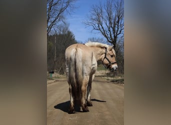 Caballo del fiordo noruego (Fjord), Yegua, 14 años, 142 cm, Buckskin/Bayo