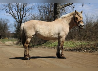 Caballo del fiordo noruego (Fjord), Yegua, 14 años, 142 cm, Buckskin/Bayo