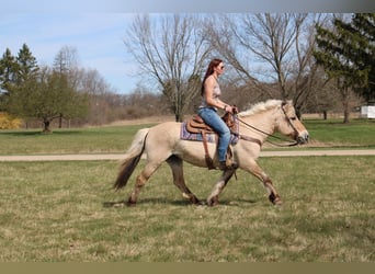 Caballo del fiordo noruego (Fjord), Yegua, 14 años, 142 cm, Buckskin/Bayo