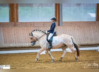 Caballo del fiordo noruego (Fjord), Yegua, 14 años, 142 cm