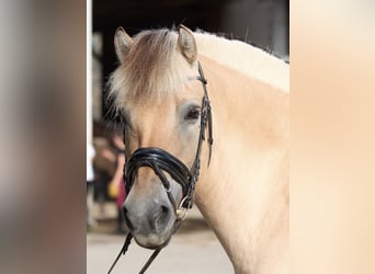 Caballo del fiordo noruego (Fjord), Yegua, 15 años, 149 cm, Bayo