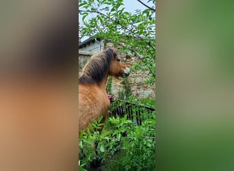 Caballo del fiordo noruego (Fjord), Yegua, 16 años, Bayo