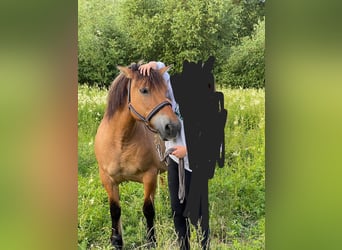 Caballo del fiordo noruego (Fjord), Yegua, 17 años, 162 cm, Bayo