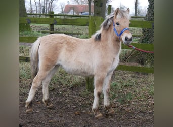 Caballo del fiordo noruego (Fjord), Yegua, 1 año, 114 cm