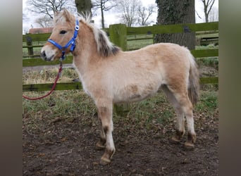 Caballo del fiordo noruego (Fjord), Yegua, 1 año, 114 cm