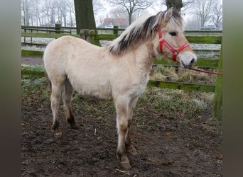 Caballo del fiordo noruego (Fjord), Yegua, 1 año, 125 cm