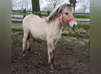 Caballo del fiordo noruego (Fjord), Yegua, 1 año, 125 cm