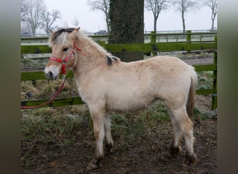 Caballo del fiordo noruego (Fjord), Yegua, 1 año, 125 cm