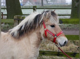 Caballo del fiordo noruego (Fjord), Yegua, 1 año, 125 cm