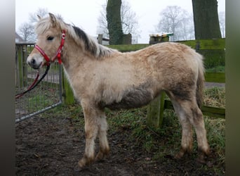 Caballo del fiordo noruego (Fjord), Yegua, 1 año, 127 cm