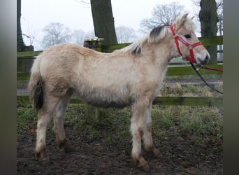 Caballo del fiordo noruego (Fjord), Yegua, 1 año, 127 cm