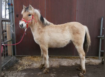 Caballo del fiordo noruego (Fjord), Yegua, 1 año, 129 cm