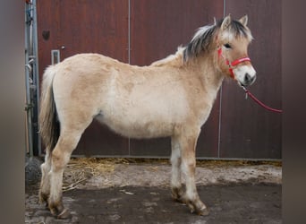 Caballo del fiordo noruego (Fjord), Yegua, 1 año, 129 cm