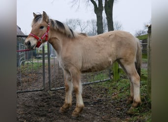 Caballo del fiordo noruego (Fjord), Yegua, 1 año, 129 cm