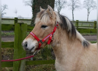 Caballo del fiordo noruego (Fjord), Yegua, 1 año, 129 cm