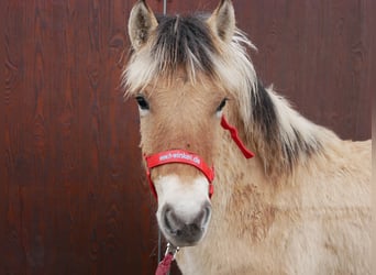 Caballo del fiordo noruego (Fjord), Yegua, 1 año, 129 cm