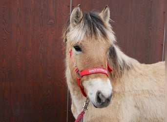 Caballo del fiordo noruego (Fjord), Yegua, 1 año, 129 cm