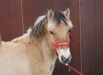 Caballo del fiordo noruego (Fjord), Yegua, 1 año, 129 cm