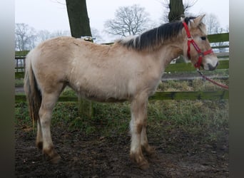 Caballo del fiordo noruego (Fjord), Yegua, 1 año, 129 cm