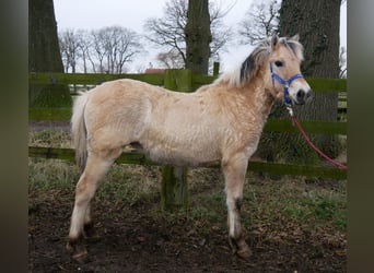 Caballo del fiordo noruego (Fjord), Yegua, 1 año, 132 cm