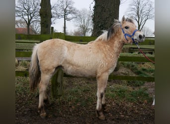 Caballo del fiordo noruego (Fjord), Yegua, 1 año, 132 cm