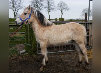 Caballo del fiordo noruego (Fjord), Yegua, 1 año, 132 cm