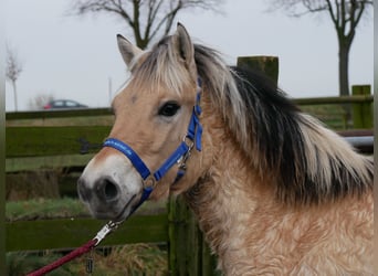 Caballo del fiordo noruego (Fjord), Yegua, 1 año, 132 cm