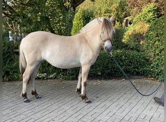 Caballo del fiordo noruego (Fjord), Yegua, 1 año, 138 cm, Bayo