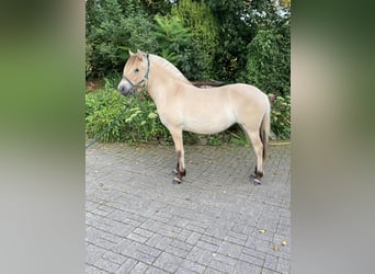 Caballo del fiordo noruego (Fjord), Yegua, 1 año, 138 cm, Bayo