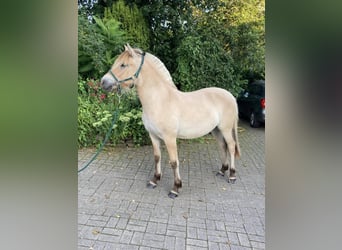 Caballo del fiordo noruego (Fjord), Yegua, 1 año, 138 cm, Bayo