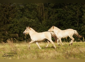 Caballo del fiordo noruego (Fjord), Yegua, 1 año, 139 cm, Bayo