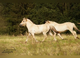 Caballo del fiordo noruego (Fjord), Yegua, 1 año, 139 cm, Bayo