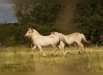 Caballo del fiordo noruego (Fjord), Yegua, 1 año, 139 cm, Bayo