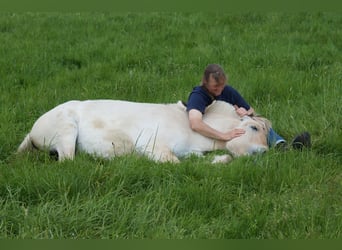 Caballo del fiordo noruego (Fjord), Yegua, 1 año, 139 cm, Bayo