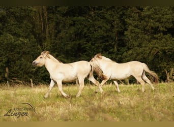 Caballo del fiordo noruego (Fjord), Yegua, 1 año, 139 cm, Bayo