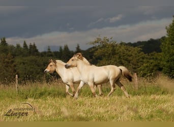 Caballo del fiordo noruego (Fjord), Yegua, 1 año, 139 cm, Bayo