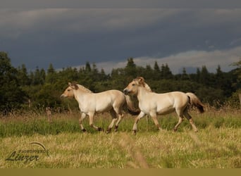 Caballo del fiordo noruego (Fjord), Yegua, 1 año, 139 cm, Bayo