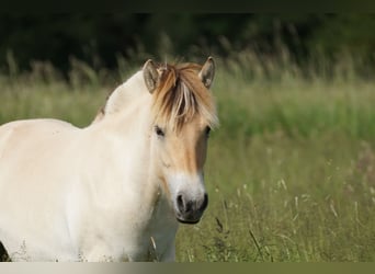 Caballo del fiordo noruego (Fjord), Yegua, 1 año, 139 cm, Bayo