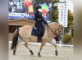 Caballo del fiordo noruego (Fjord) Mestizo, Yegua, 1 año, 140 cm, Bayo