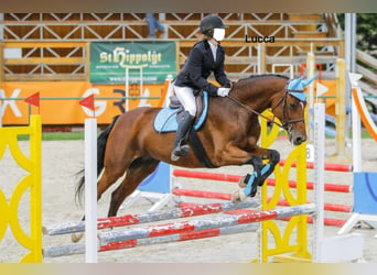 Caballo del fiordo noruego (Fjord) Mestizo, Yegua, 1 año, 140 cm, Bayo