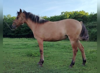 Caballo del fiordo noruego (Fjord) Mestizo, Yegua, 1 año, 140 cm, Bayo