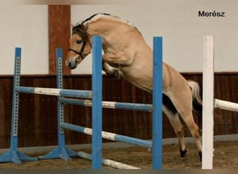 Caballo del fiordo noruego (Fjord) Mestizo, Yegua, 1 año, 140 cm, Bayo